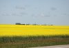 Canola Crop Field Ron