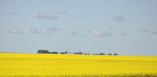 Canola Crop Field Ron