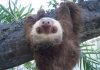 Two Toed Sloth