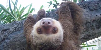 Two Toed Sloth